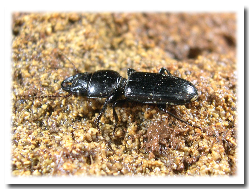 Parallelomorphus laevigatus